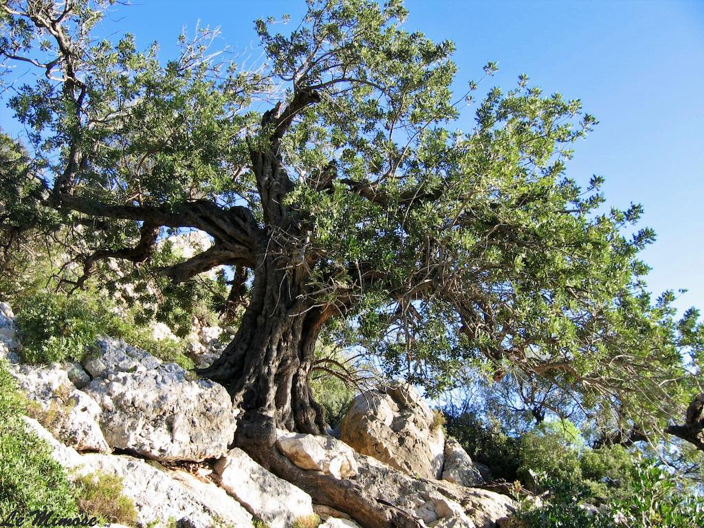 Appartamenti Le Mimose Santa Maria Navarrese Zimmer foto